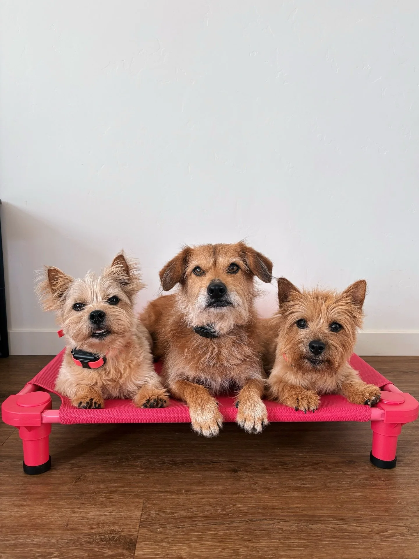SoulMutt girls🤝pink cot

&ldquo;Place&rdquo; is so much more than teaching dogs how to stay on a bed. It&rsquo;s a tool that builds impulse control, emotional regulation, &amp; how to settle. Teaching dogs how to slow down is extremely important.

#