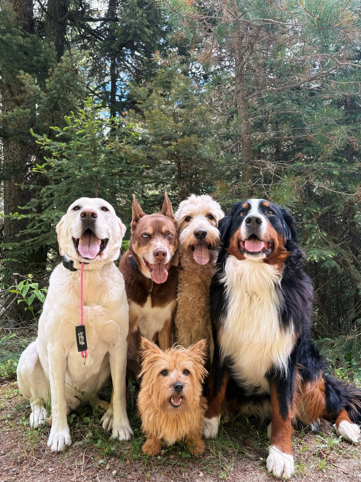I will never get tired of being outnumbered by good dogs🩷