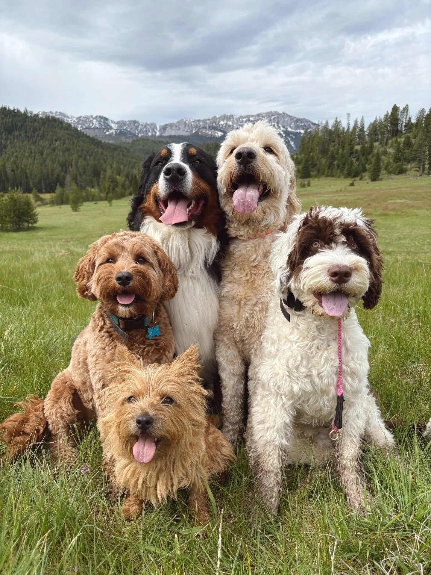 SoulMutt pups celebrating tongue out Tuesday🤪