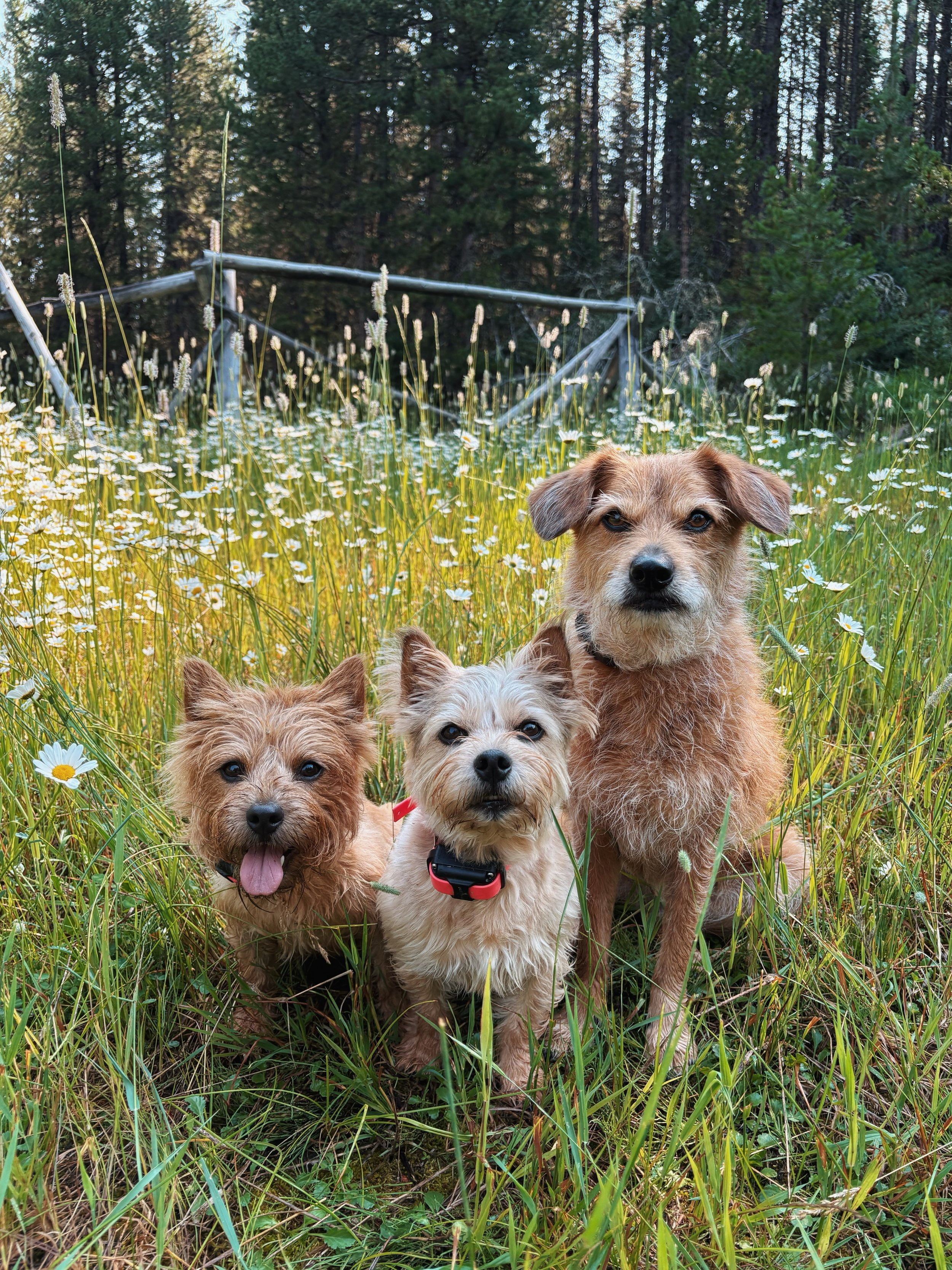 Meet the SoulMutt terrier trio 🩷

The terrier girls are a huge part of my work &amp; couldn&rsquo;t do it without them. They help me demonstrate skills for clients, work as distractions during training, &amp; help dogs learn to navigate social situa