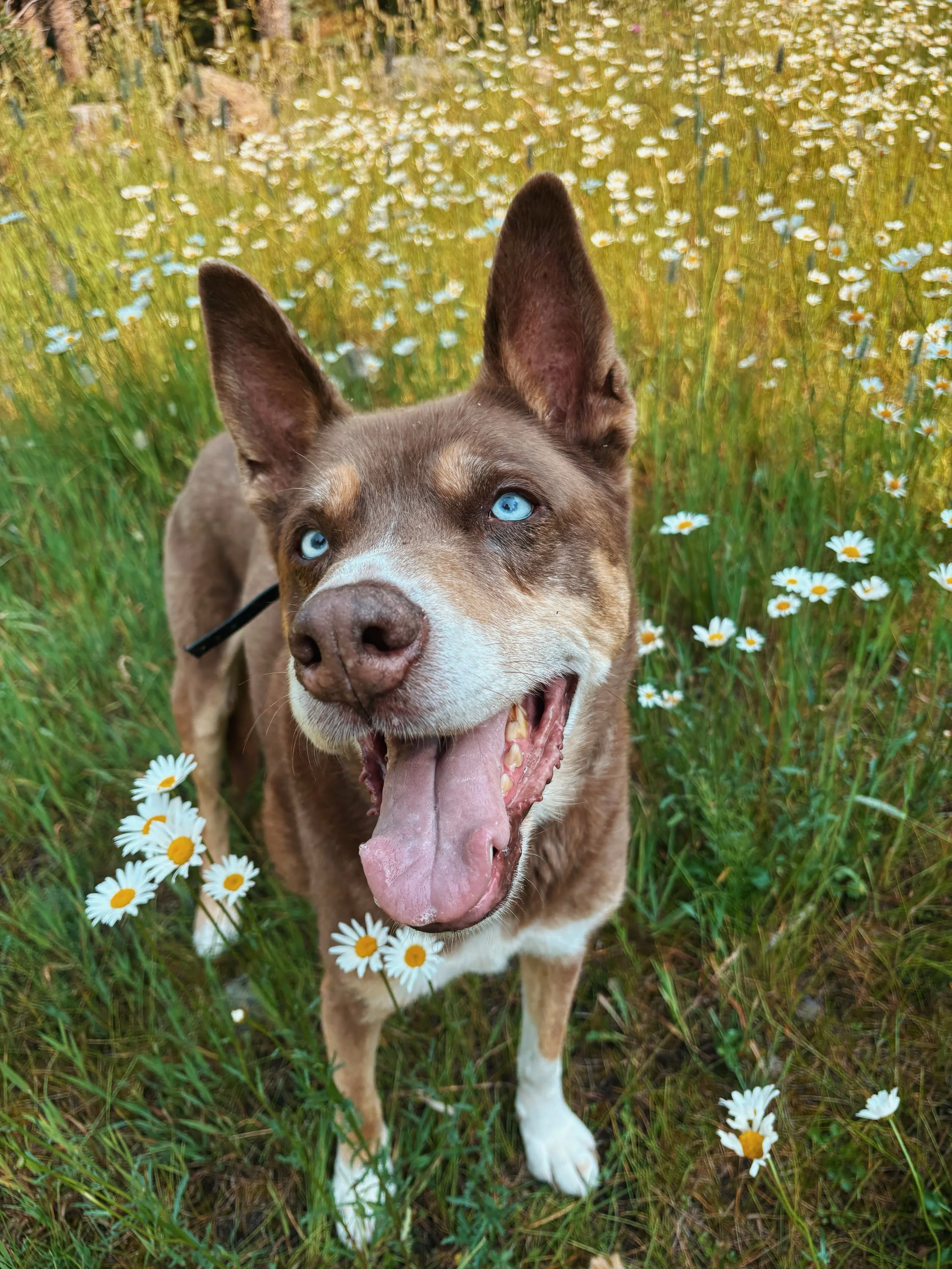 After countless adventures &amp; miles together Timber is officially retiring from pack hikes🫶

Timber is an OG &amp; has been a very special part of the SoulMutt pack since the beginning. Watching him grow into his senior years has been a privilege