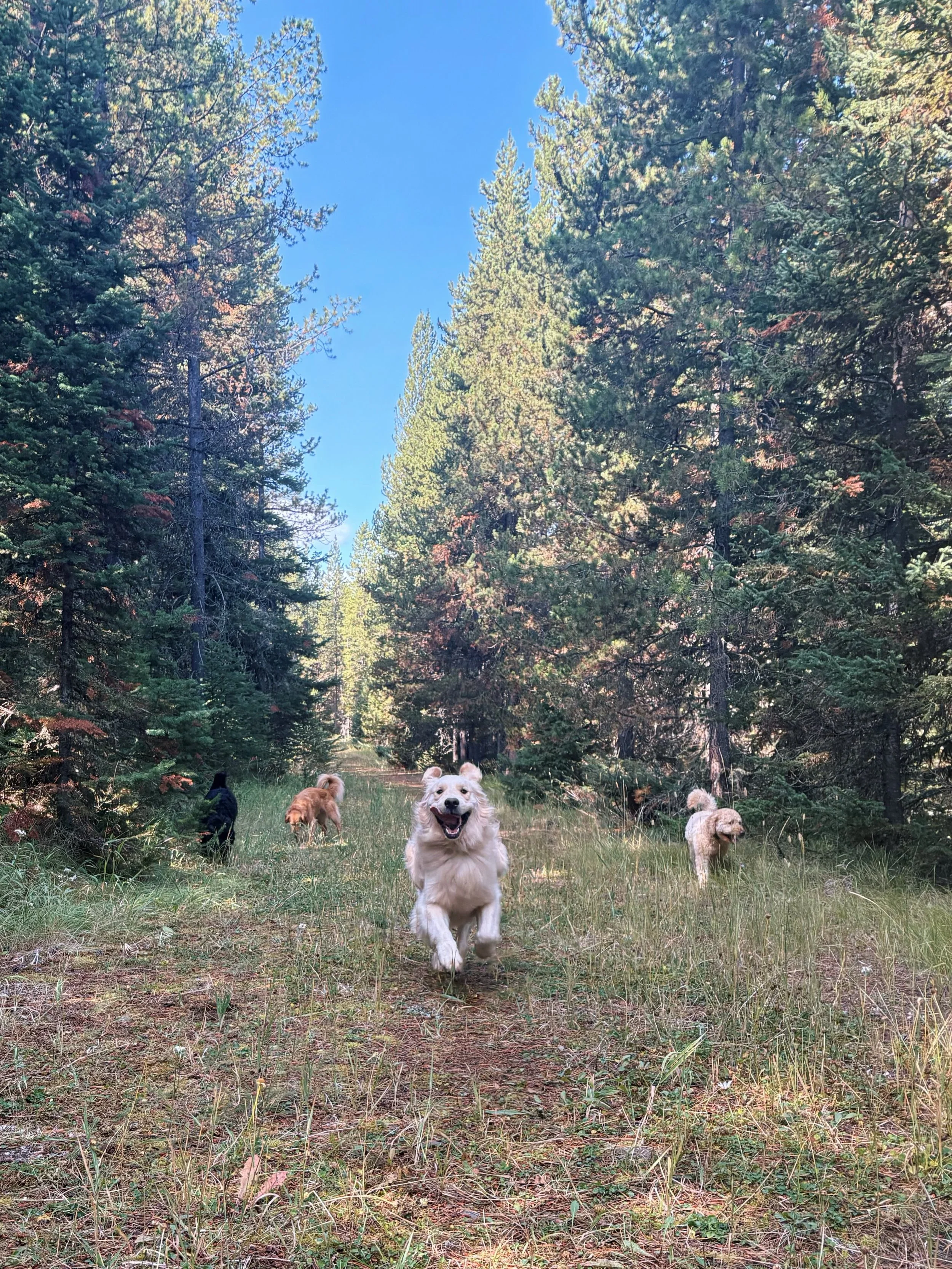 This is what investing in your reactive dog can look like🫶

Tripp started out with intense reactivity toward other dogs on sight &amp; had even caused injuries. Today he&rsquo;s able to safely socialize with other dogs &amp; actually loves playing w