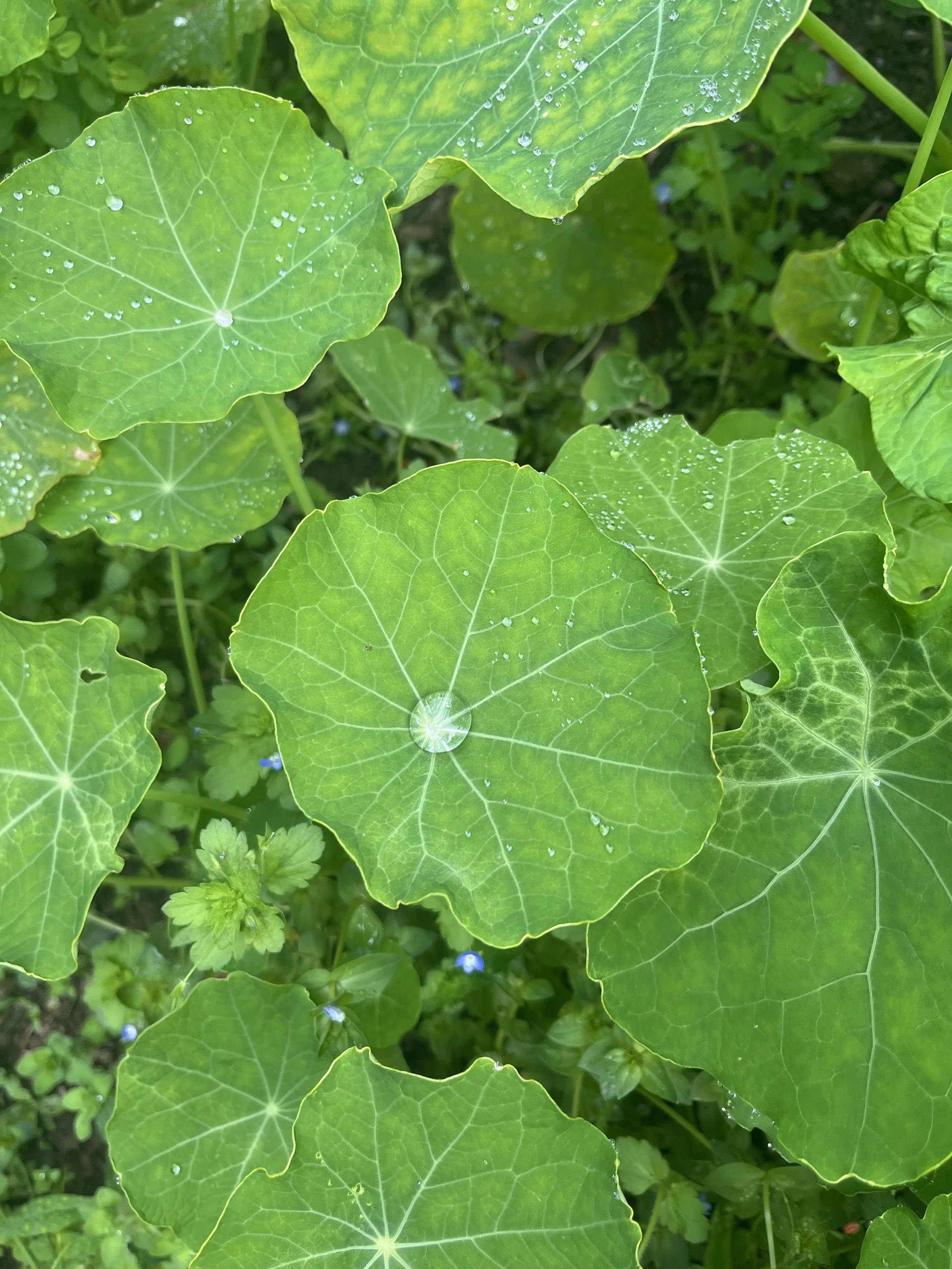 IMG_7334.jpeg