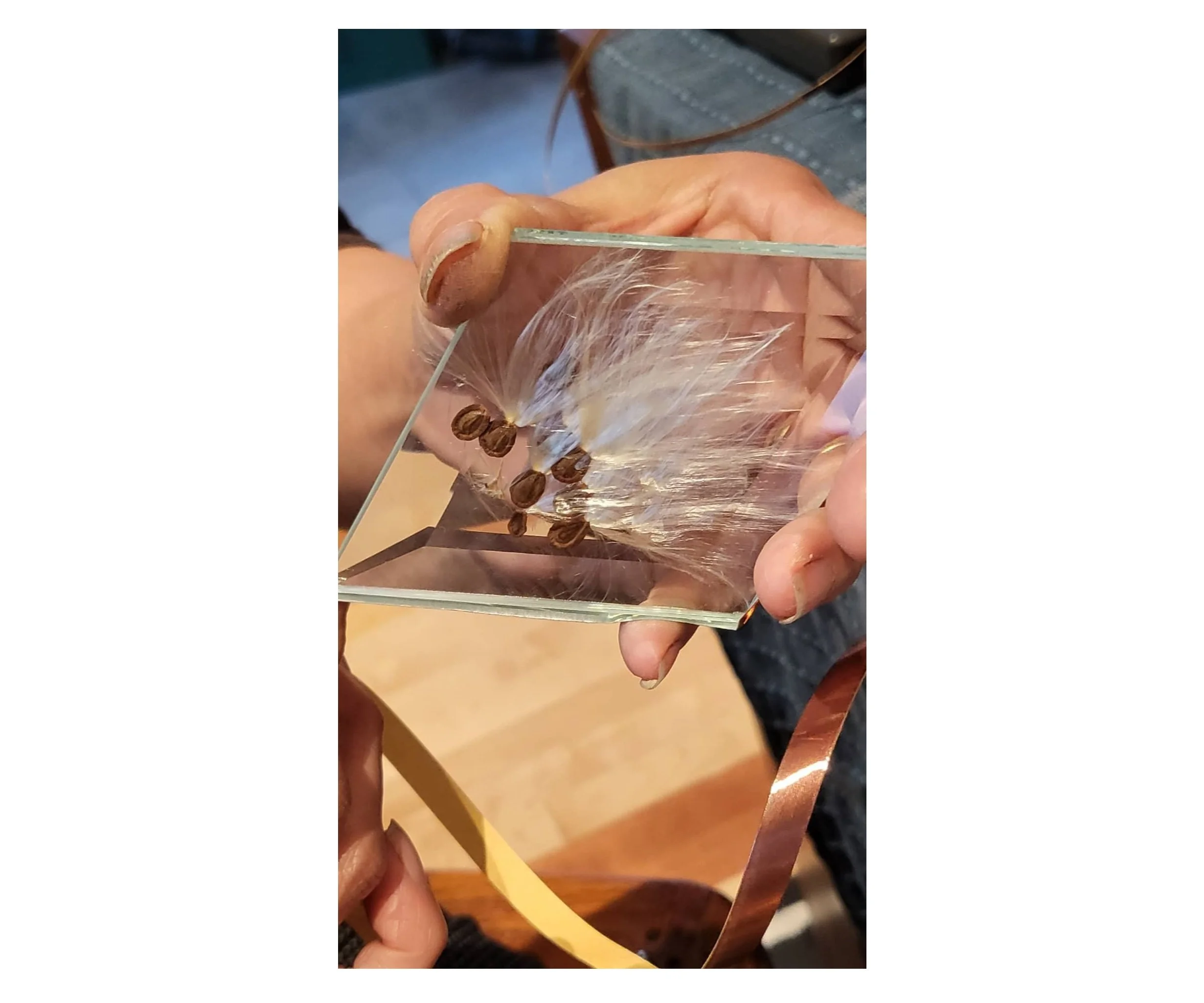 prism capsule 1A.jpg