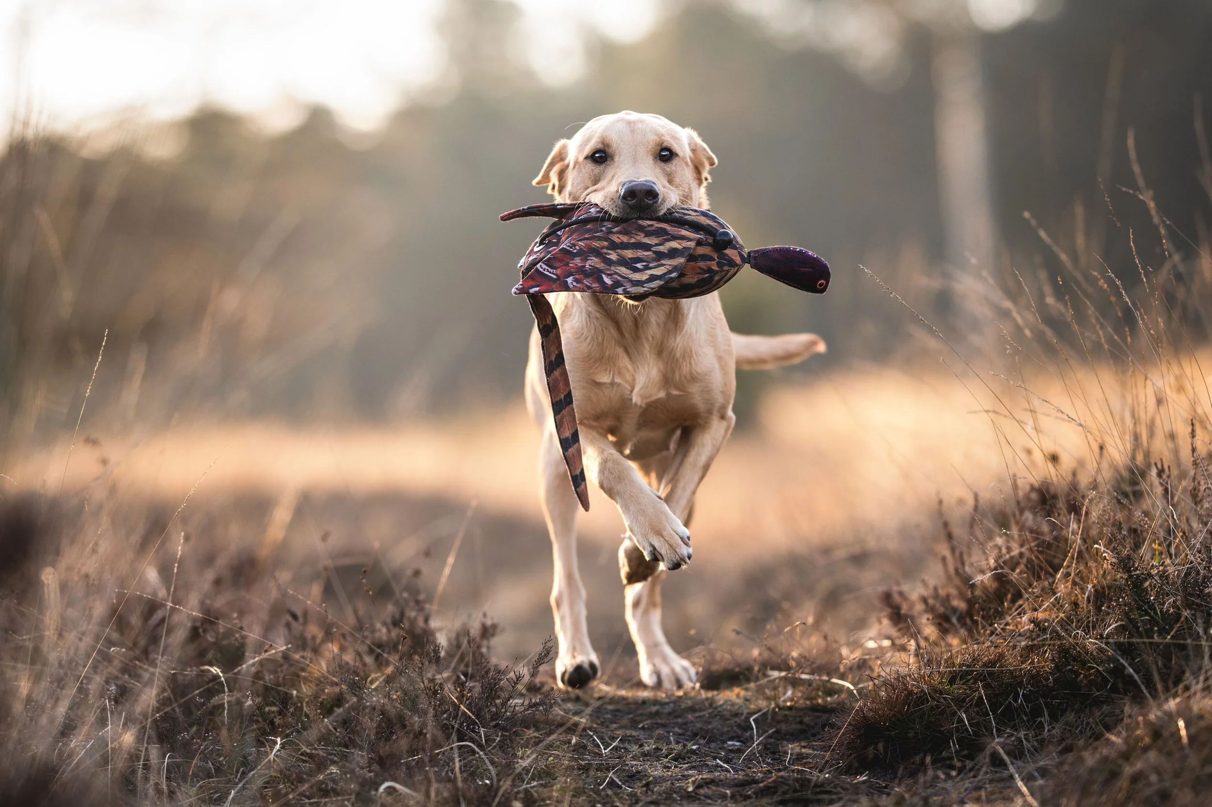 DRUCK DSC_3159-Bearbeitet (1).jpg