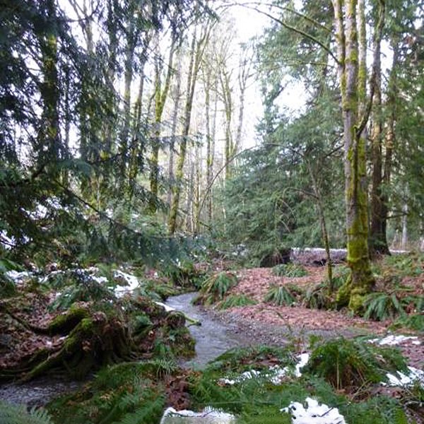 Forest-in-winter.jpg