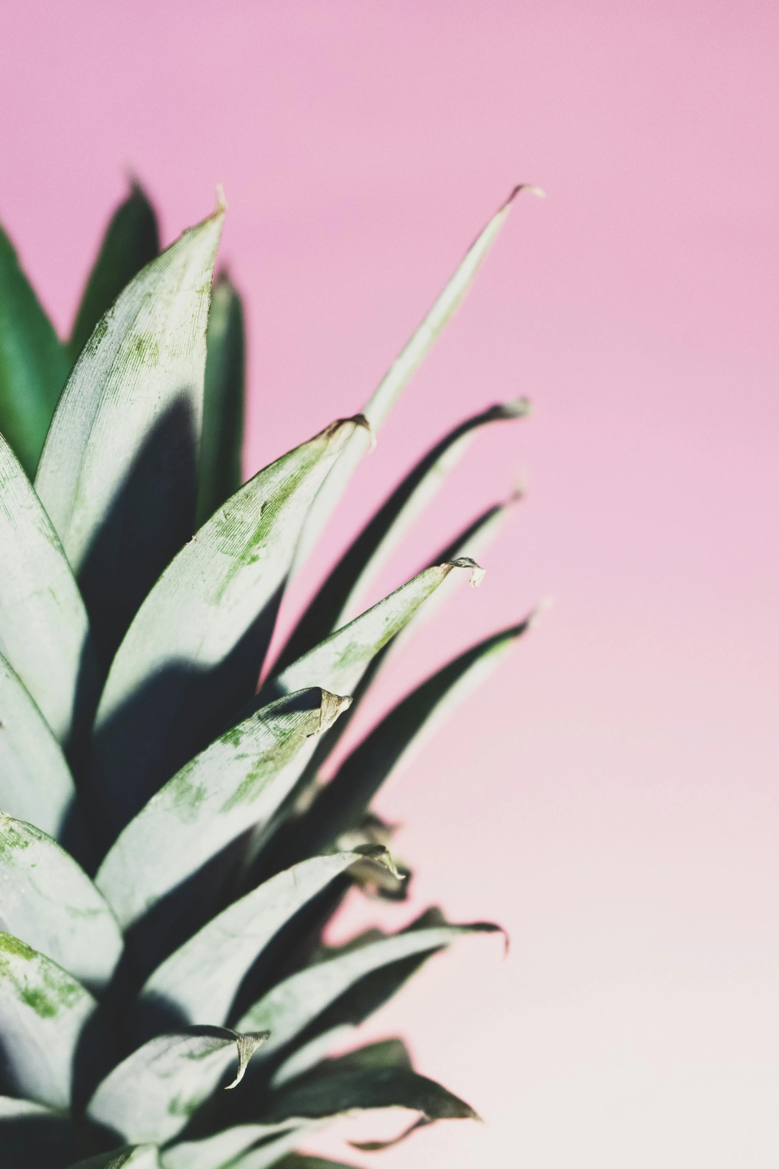 pexels-pineapple-supply-co-174664.jpg