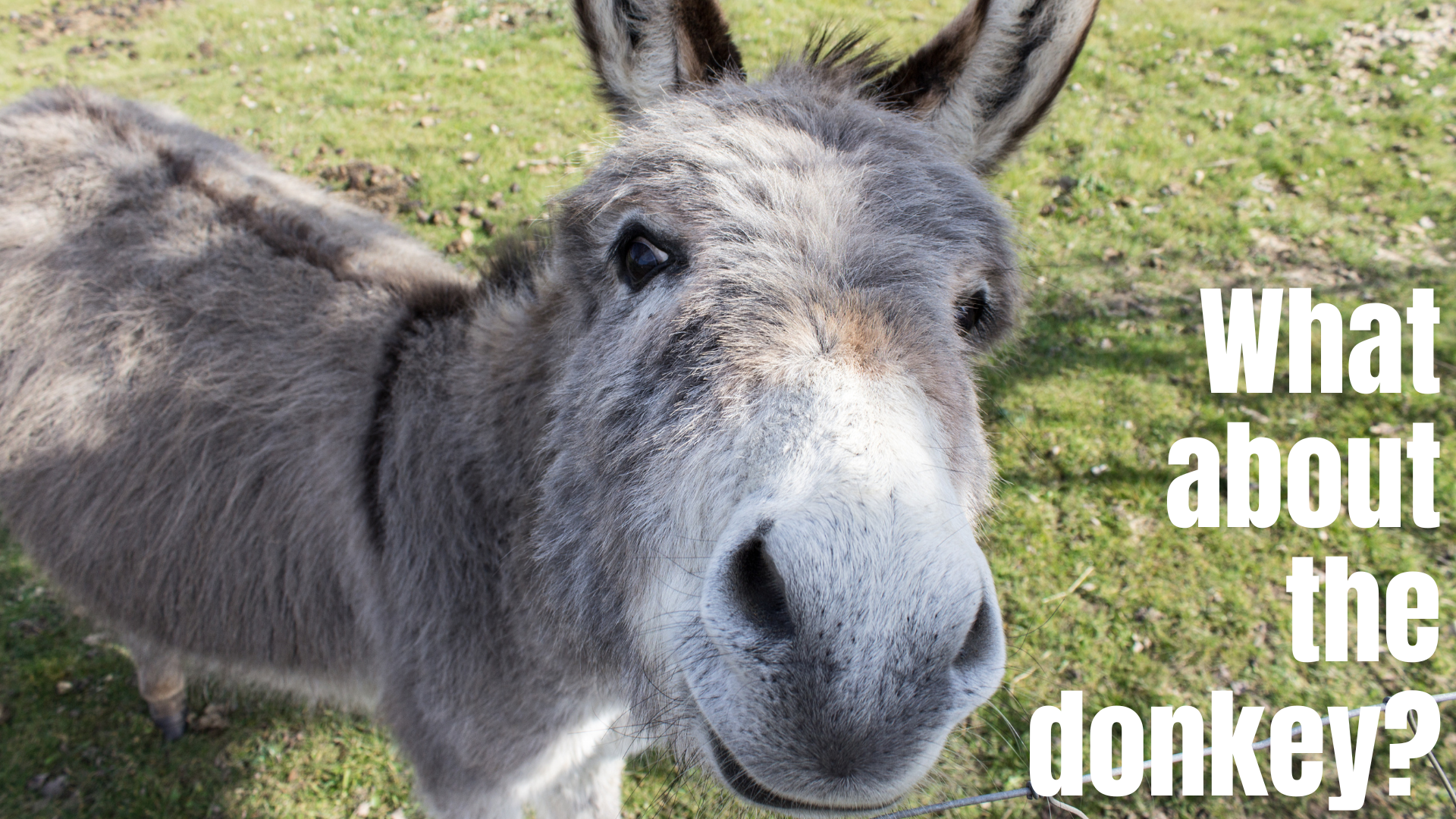 What about the donkey?