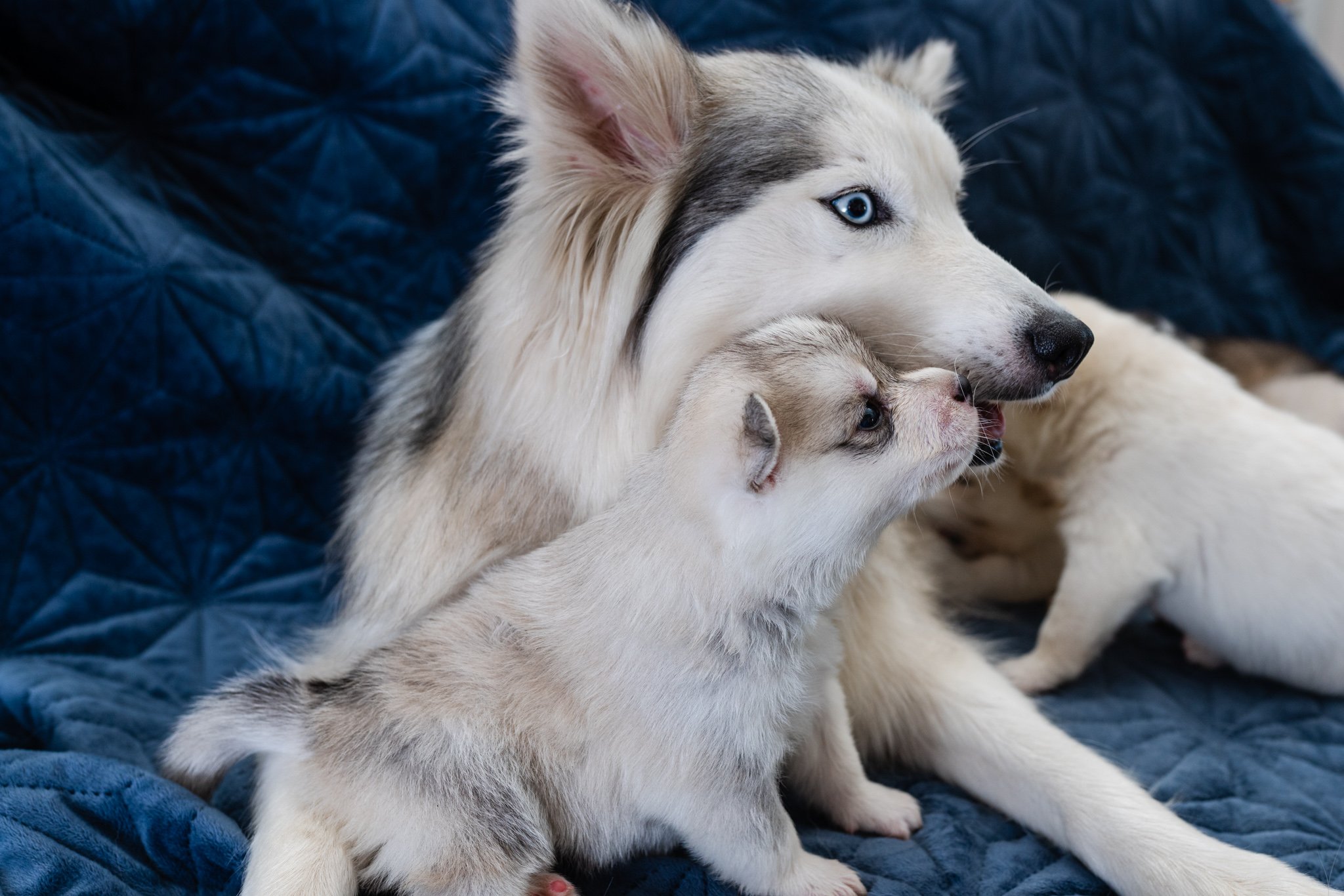Copy of Group Pups-20.jpg