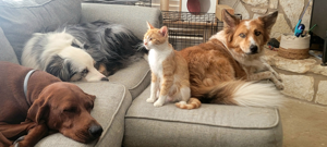 Doula - but i have pets