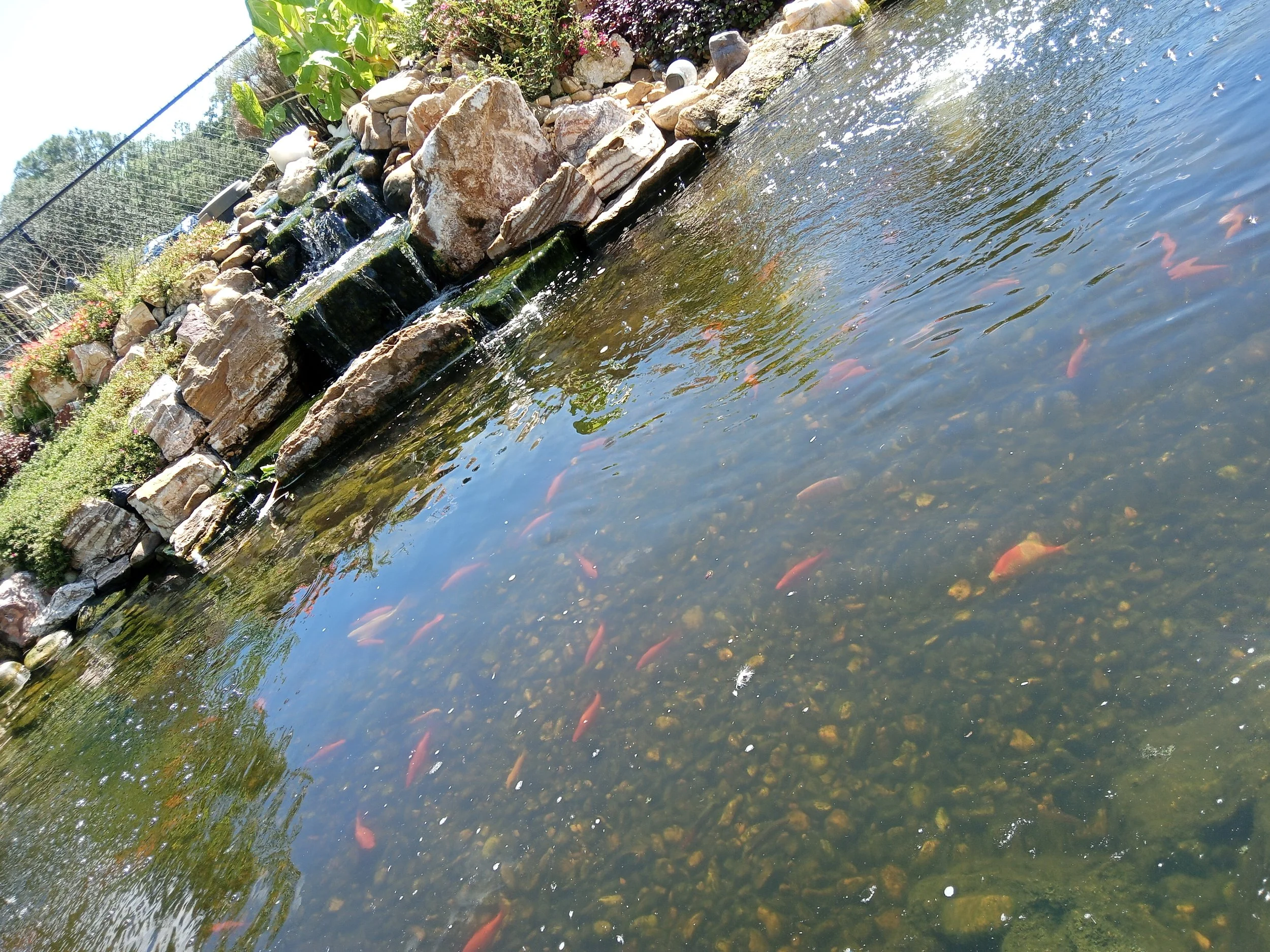 Koi pond