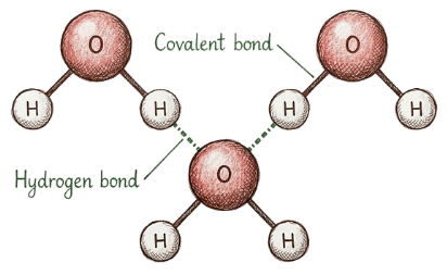 Diagram of a water molecule showing two hydrogen atoms bonded to one oxygen atom with labeled covalent and hydrogen bonds.