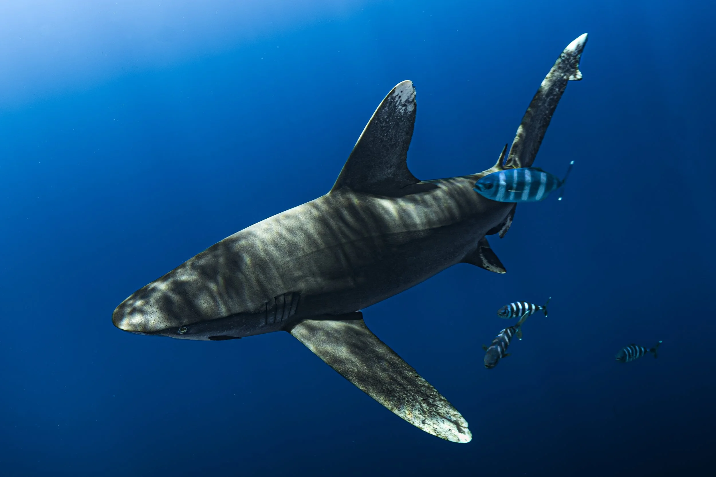 Oceanic white tip