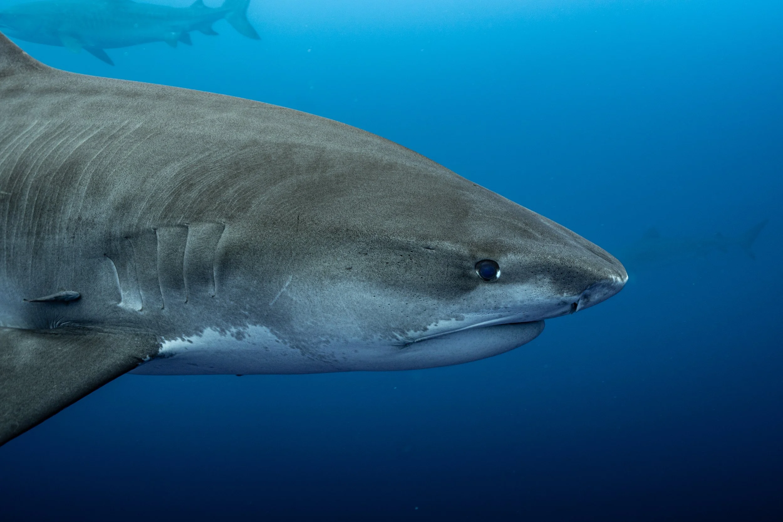 Tiger shark close up