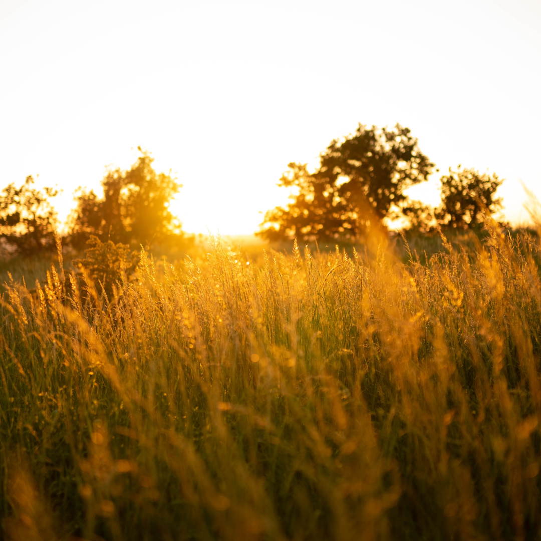 Life coaching for adults supporting ADHD, executive dysfunction, and chronic stress to improve focus and follow-through