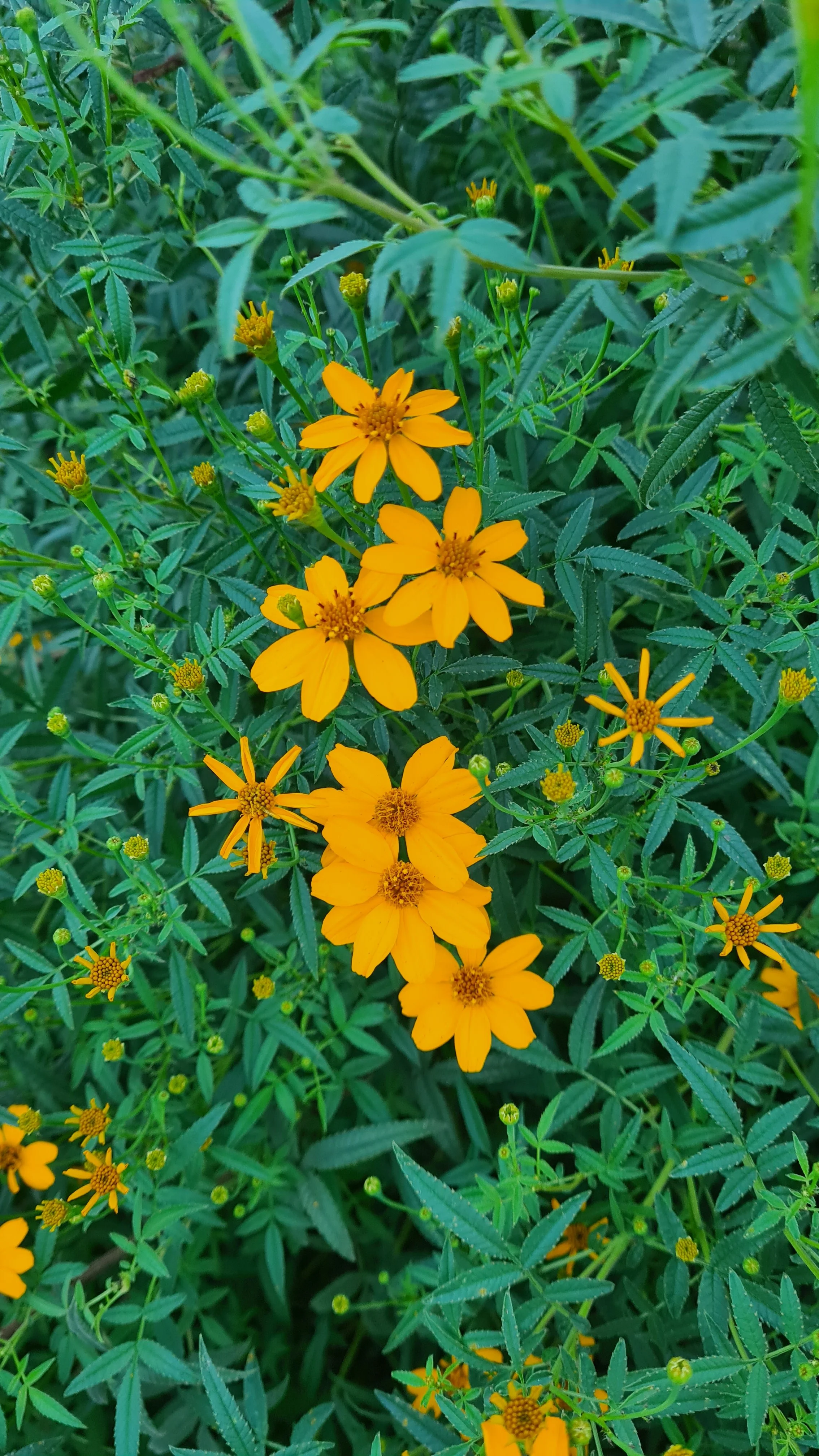 Yellow wildflowers in a sea of green leaves
