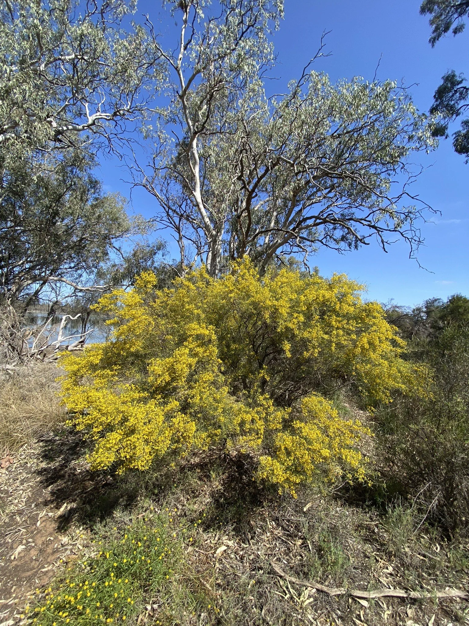 Wattle in flower.jpeg