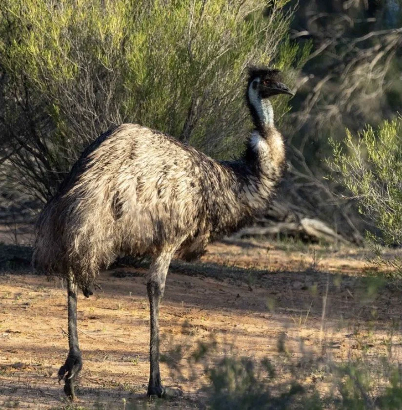 We spotted an emu.jpeg