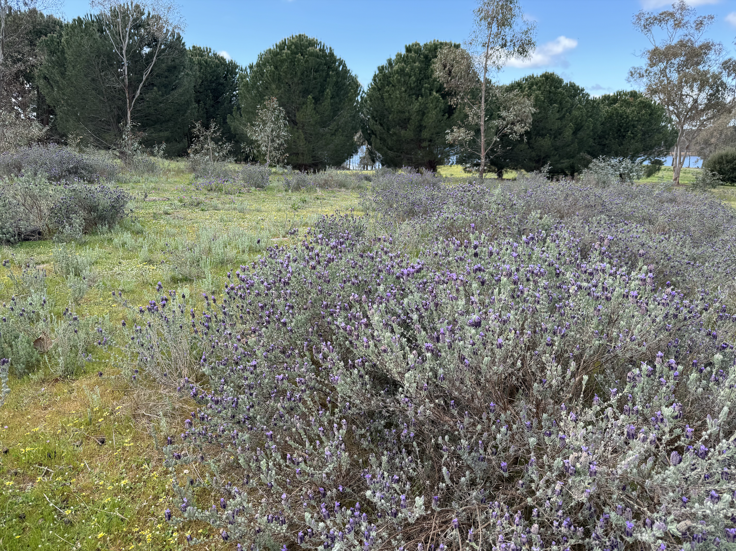 Lavender Eppalock.png
