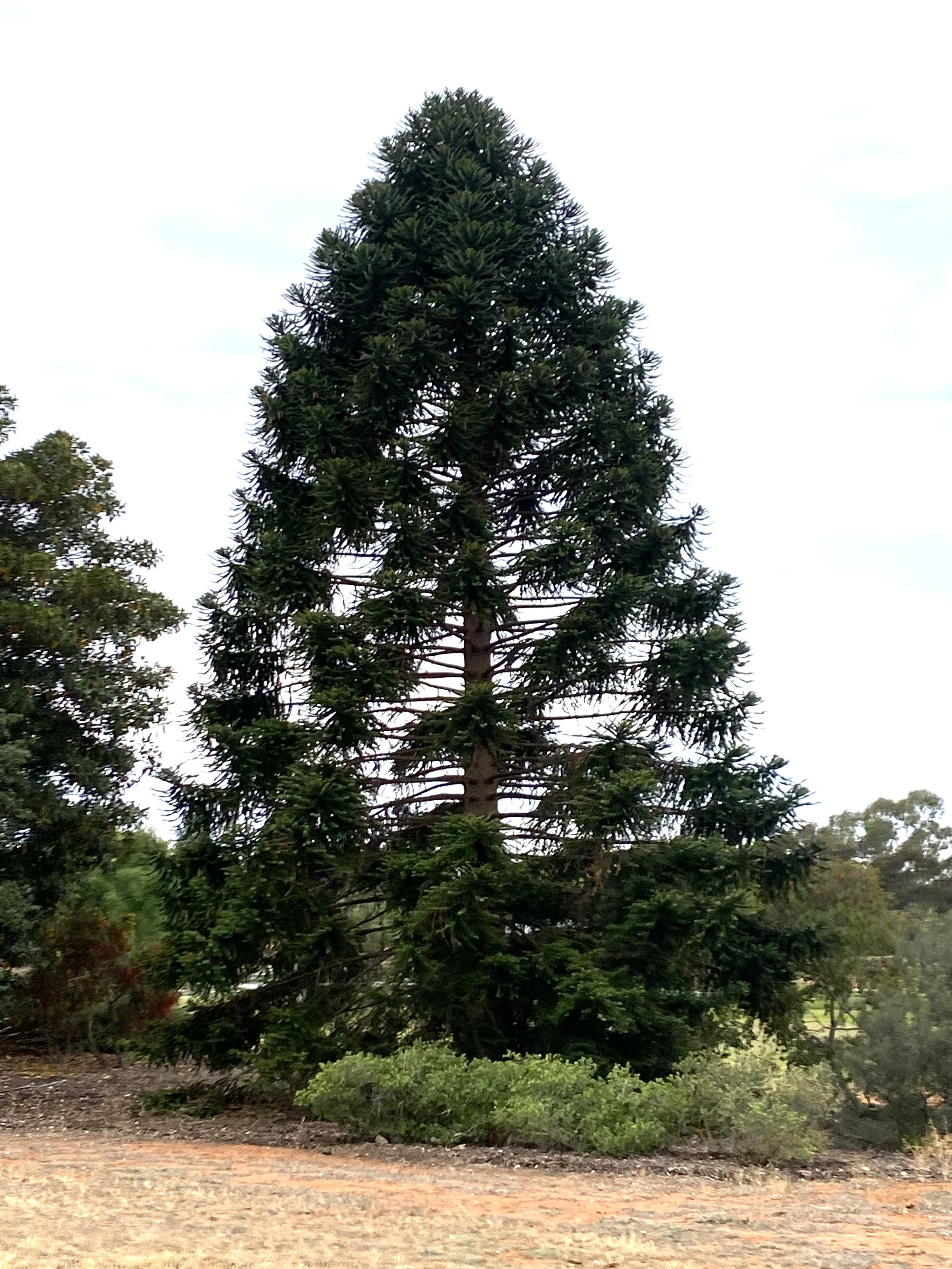 Bunya Pine.JPG