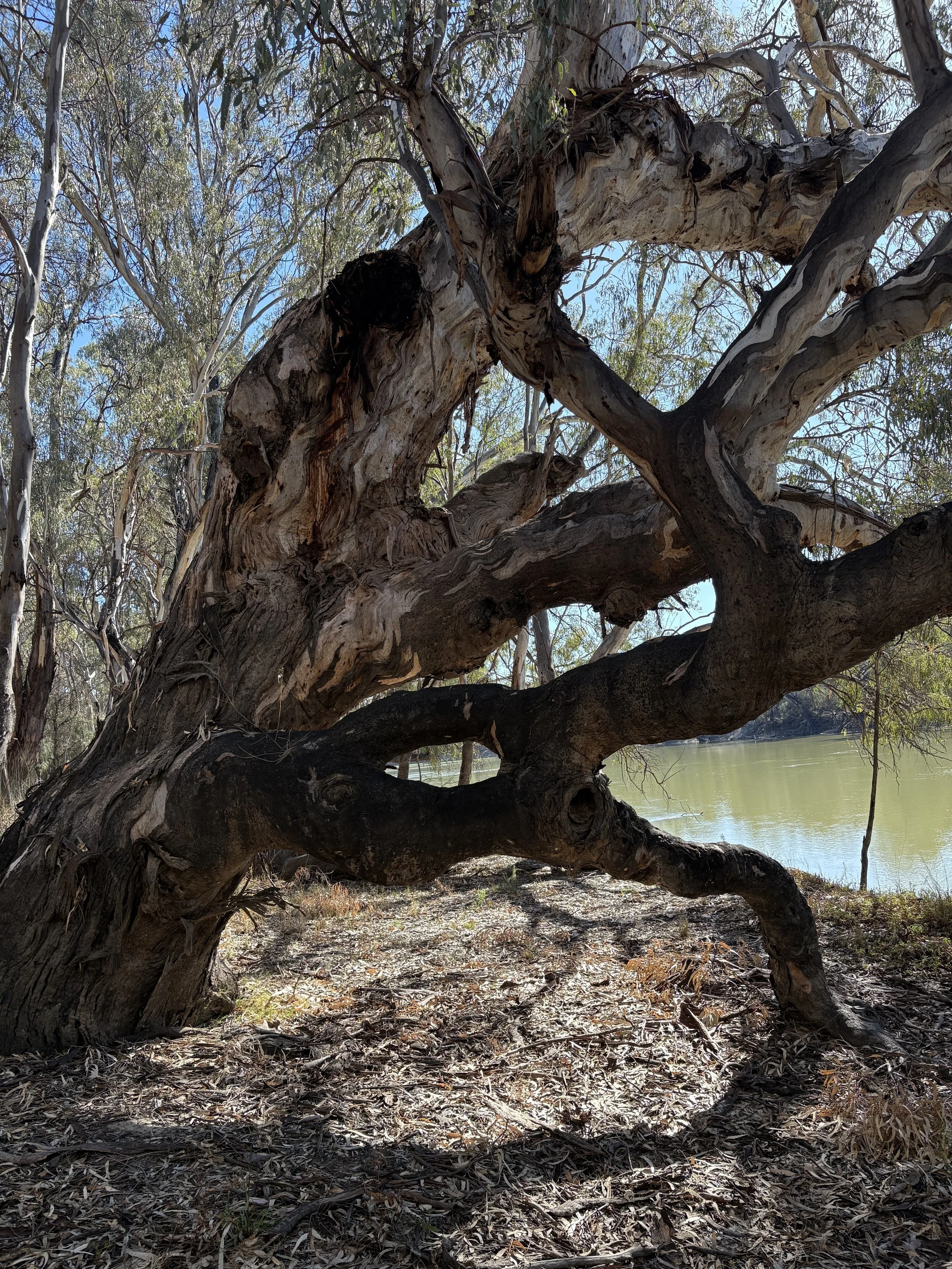 Policebend intertwined trees.jpeg