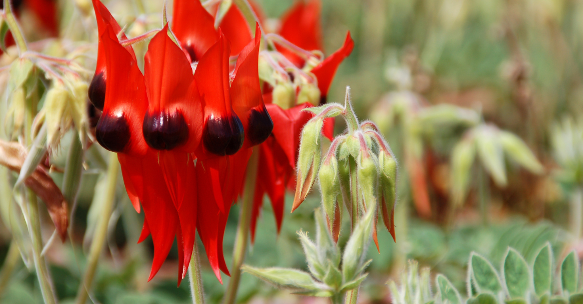 Morning Tea & Garden Train Tour at the Australian Inland Botanic Garden
