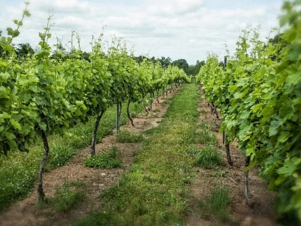 Grove Winery