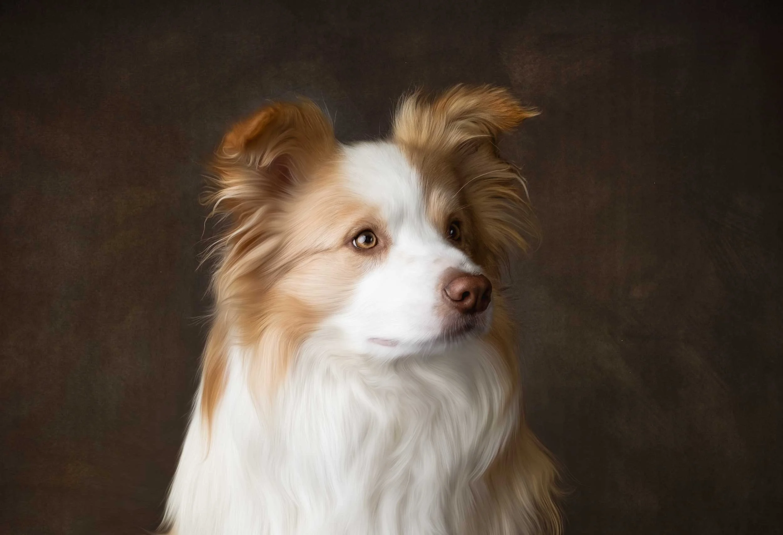 pet photographer New Zealand