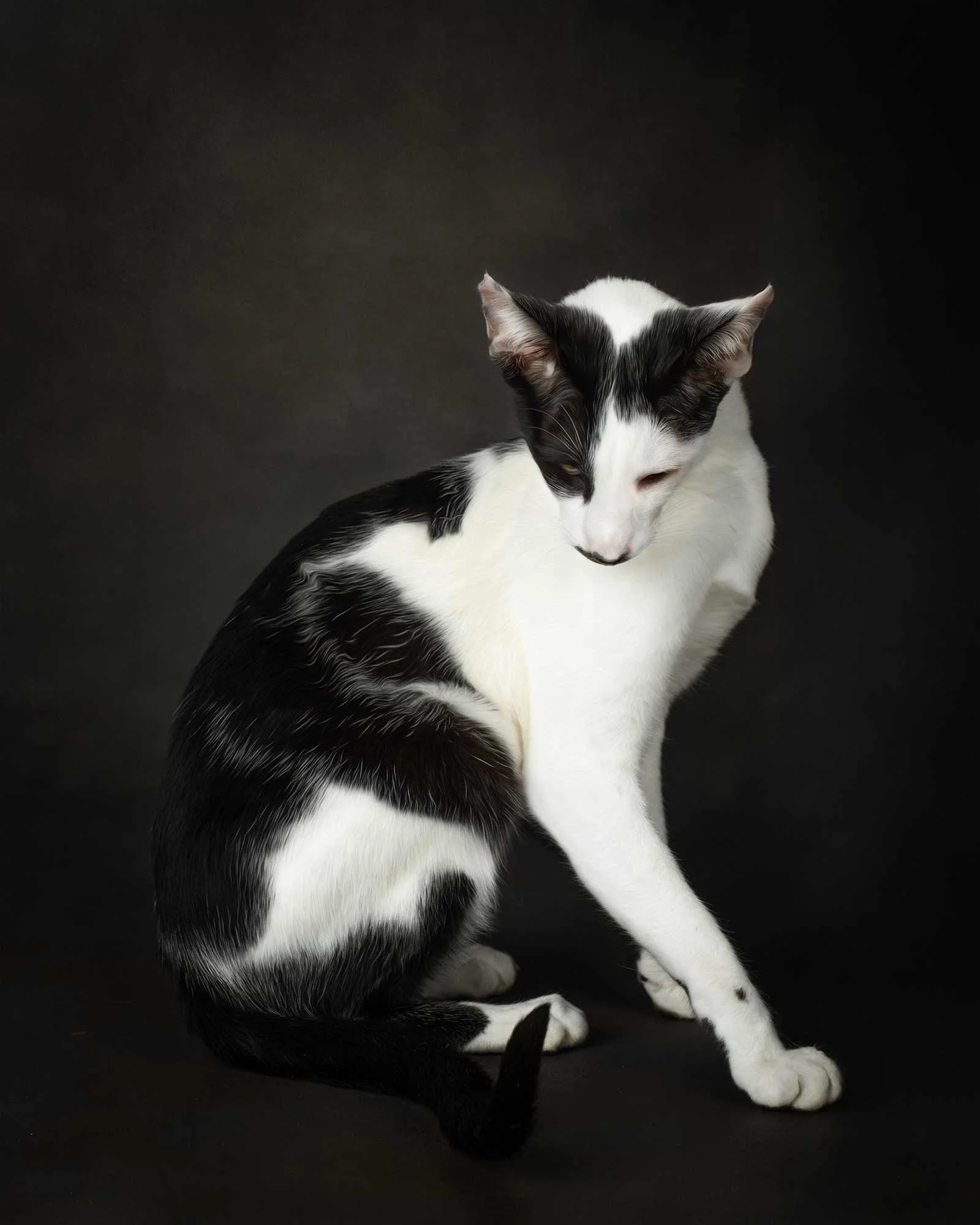 Cat photographer Palmerston North