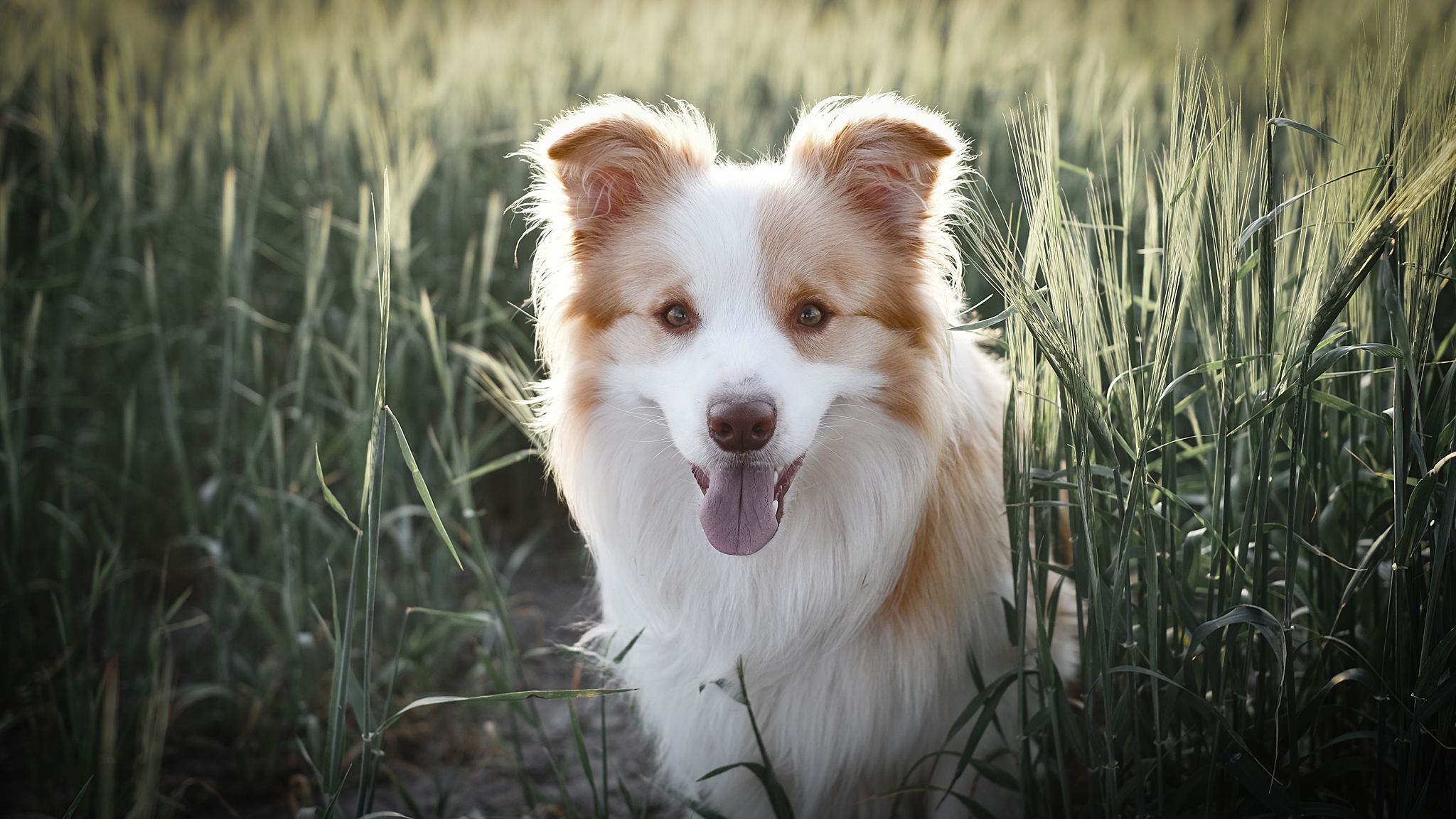 Dog photography Palmerston North