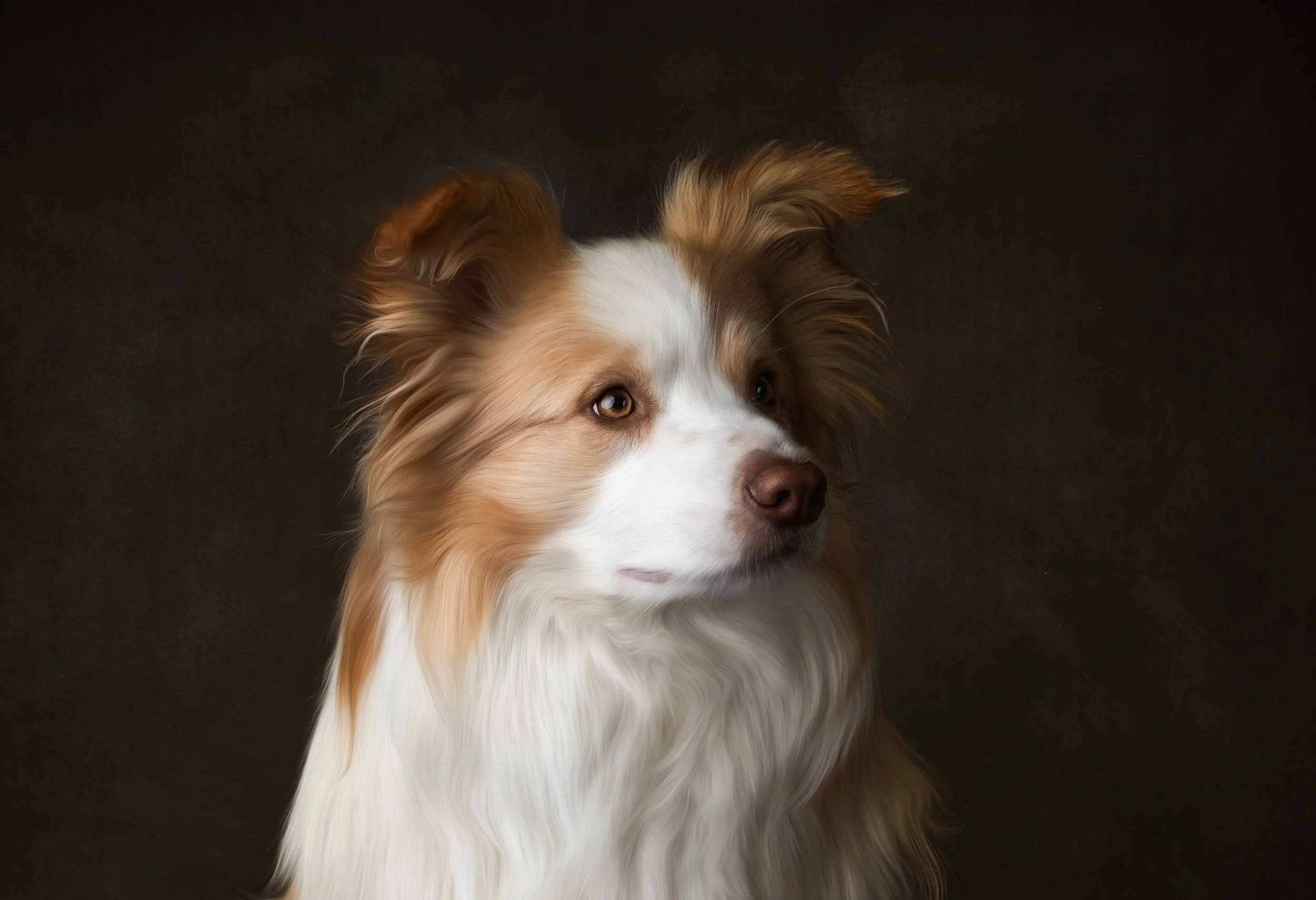 Dog photographer Palmerston North