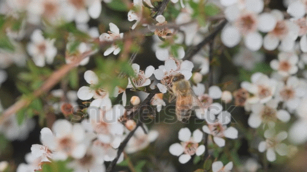 From above hands of unrecognizable woman rubbing aromatic spices into piece of raw meat over parchment paper