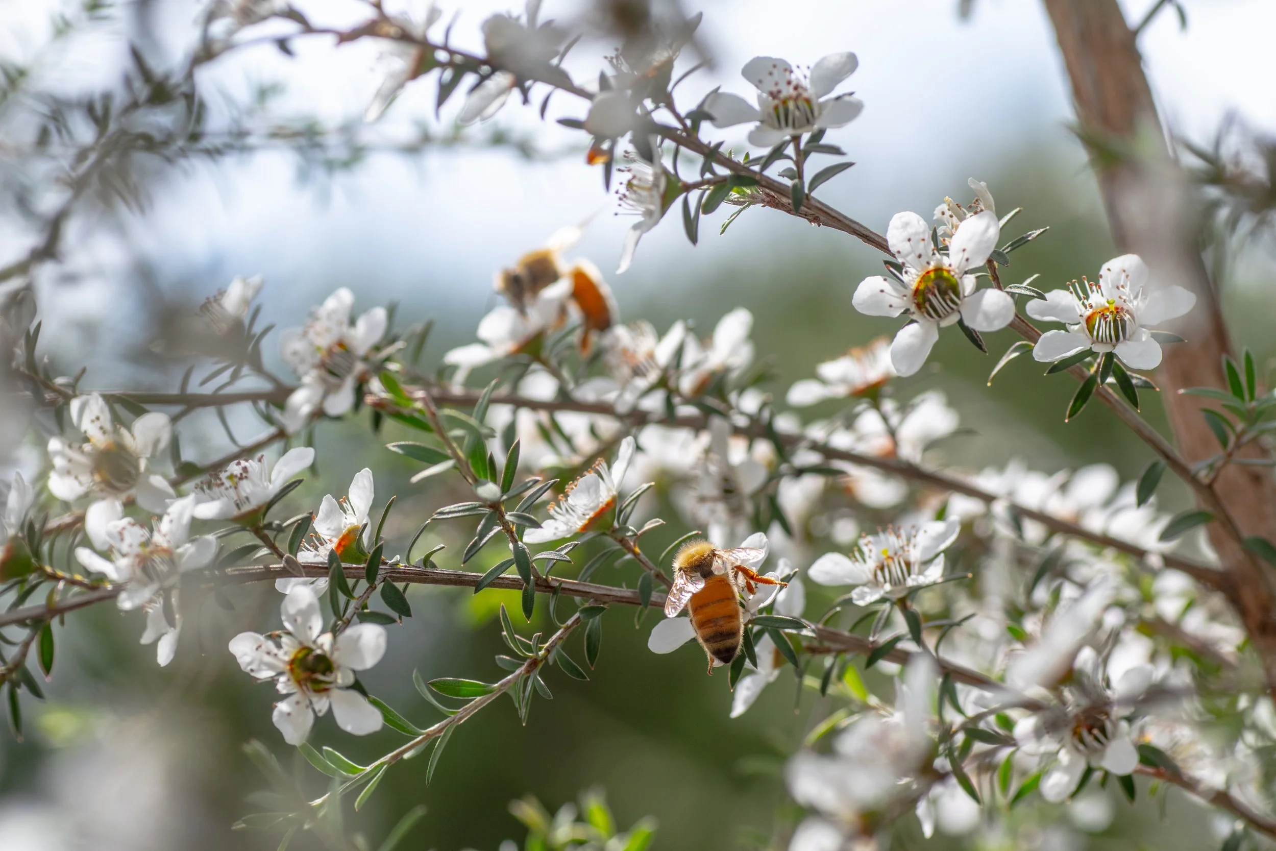 From above hands of unrecognizable woman rubbing aromatic spices into piece of raw meat over parchment paper