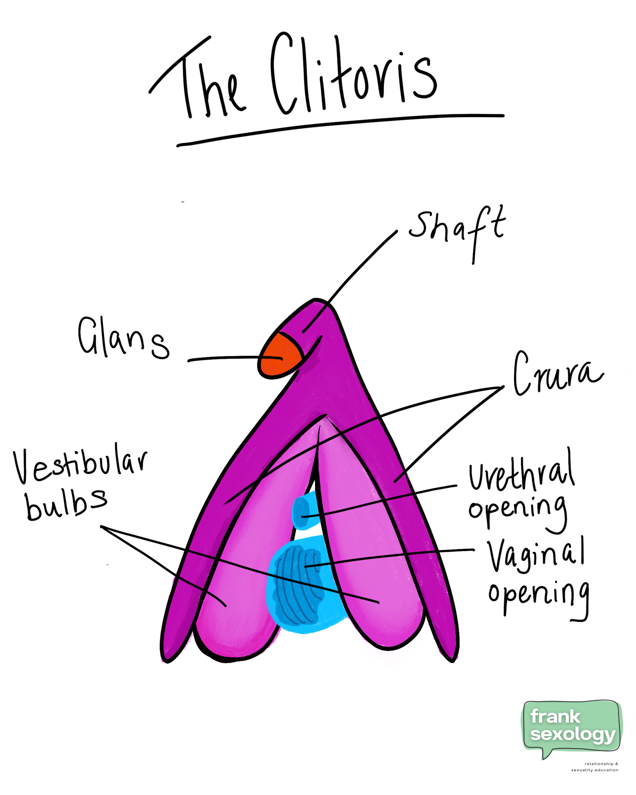 Anatomy of the Clitoris.png