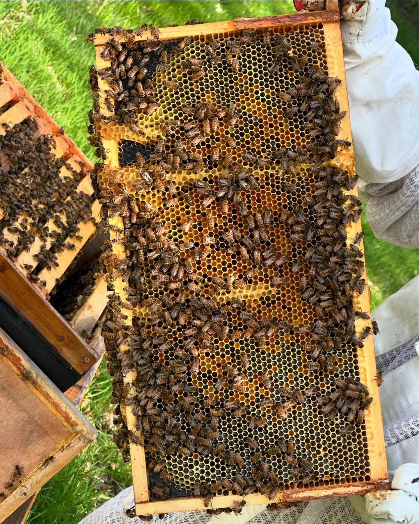 We are incredibly fortunate that as first time beekeepers, one out of two of our hives survived the winter. 60% of commercial hives were lost this year. Please plant native plant and flowers and refrain from using herbicides and pesticides 🙏🏻🌸 The