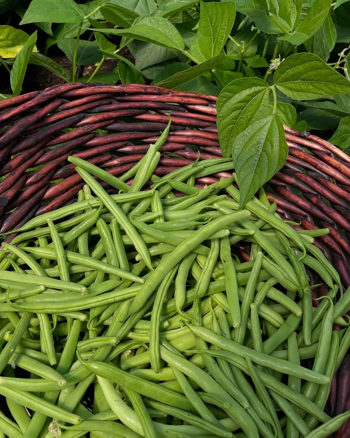 We will finally have some more produce available this weekend! Lots of green beans, salad mixes, garlic bundles, and shallots. We will also be restocked with lots of spring honey, baked goods, and eggs! ☺️ Open Friday-Sunday from 10am to 2pm. 
.
.
.
