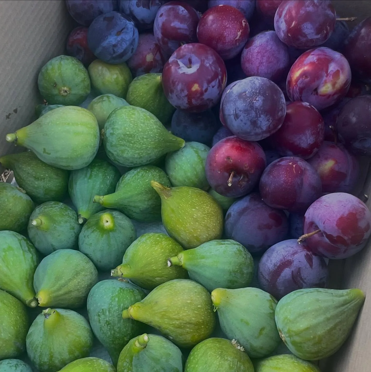 So many new goodies will be available at the farm store this weekend 😍 We will have plums, figs, blackberries, potato&rsquo;s, jams, and along with our usual sourdough we will have cheesy jalape&ntilde;o! 🫢 And new tea formulations as well. Open Fr