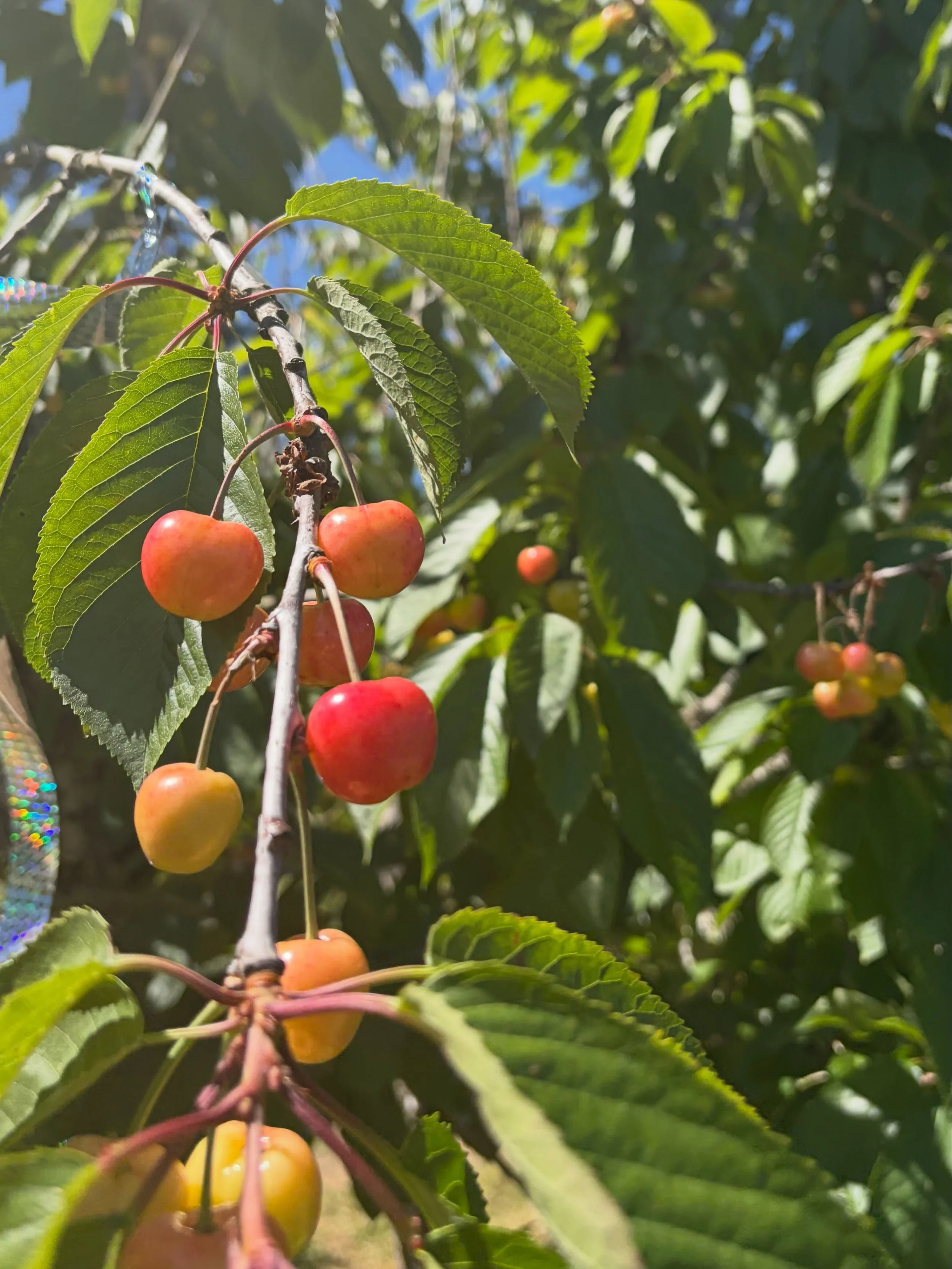 This week our farm will be offering so many goodies! On top of new produce like organic cherries and sweet snap peas, we will have freshly harvested raw spring honey!🍯 We will also be offering bags of treats for you and your kiddos to feed our frien