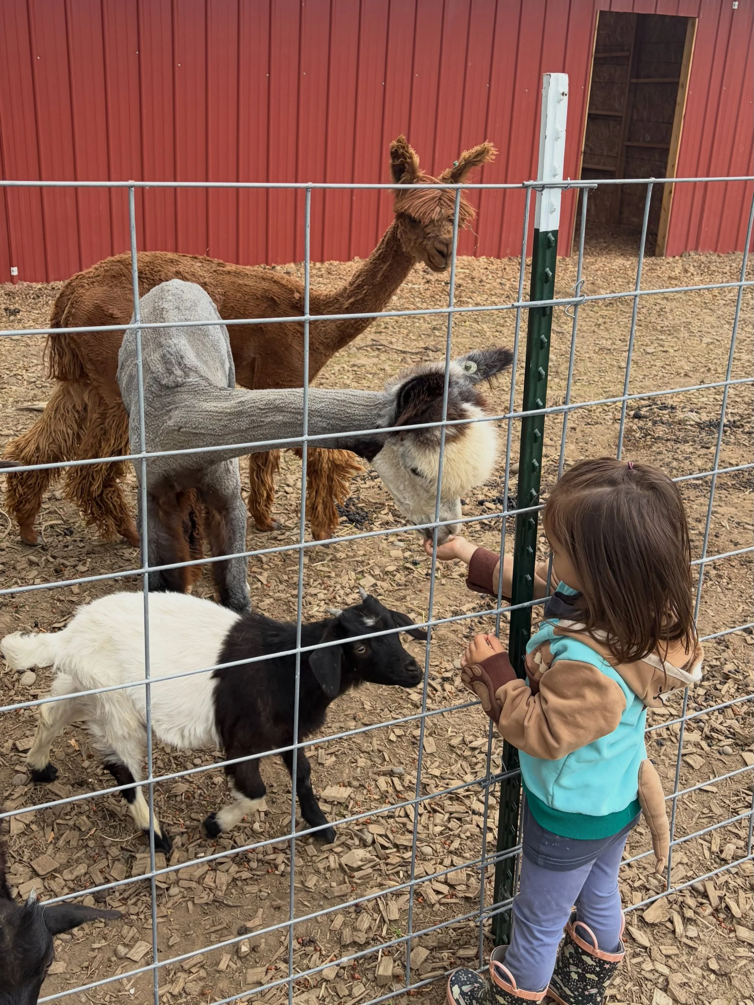 Incase you missed it, starting this weekend when you visit our farm store, enjoy a self guided feeding/petting tour around our barn. We have the sweetest animals who love to be around little ones! ❤️🐑 
#farmstand #oregon #pnw