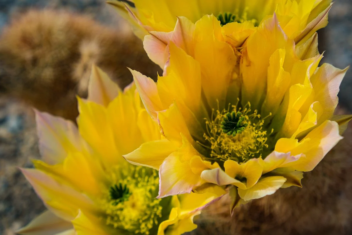 Cactus Flower 2.jpg