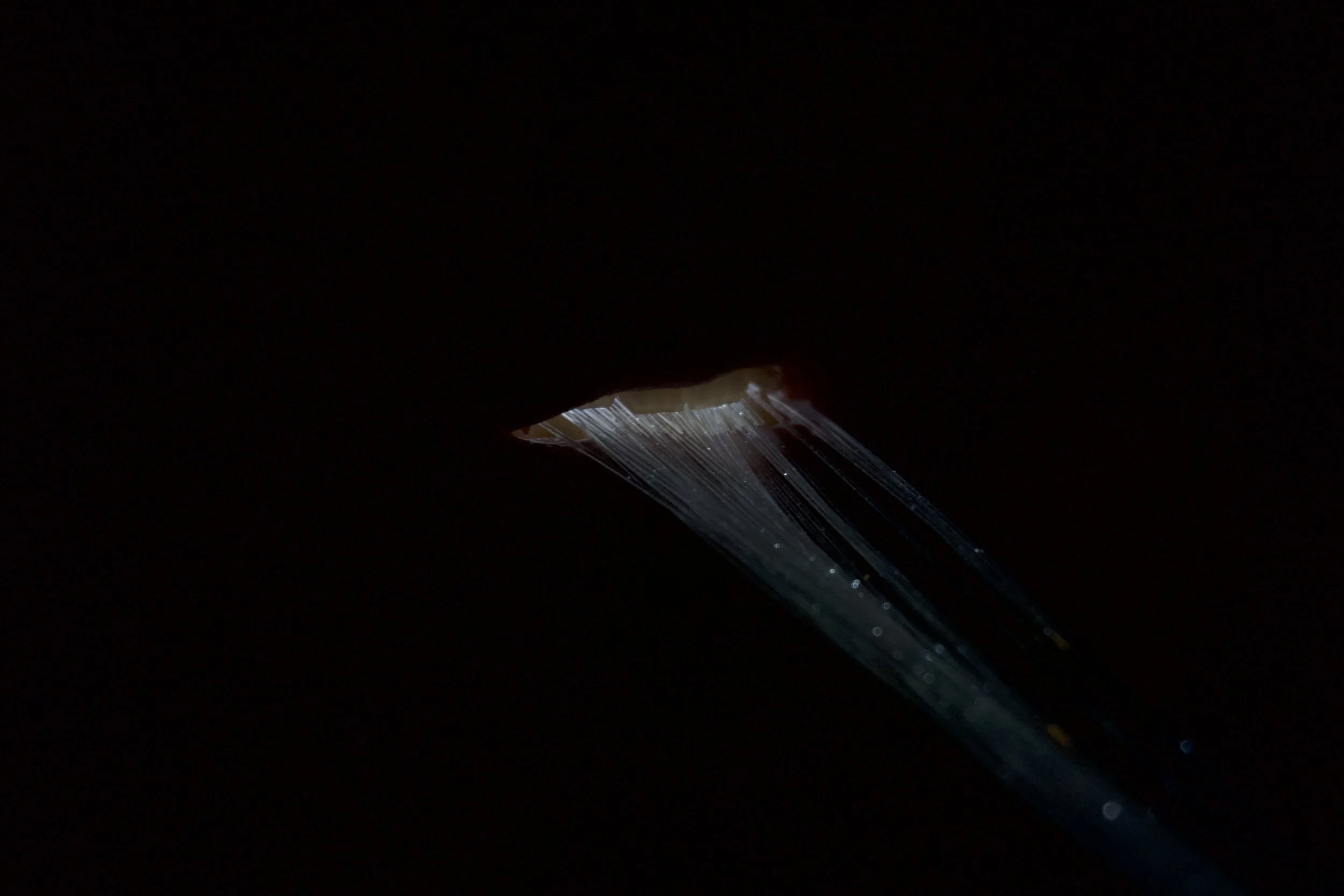 DSC06003.jpeg