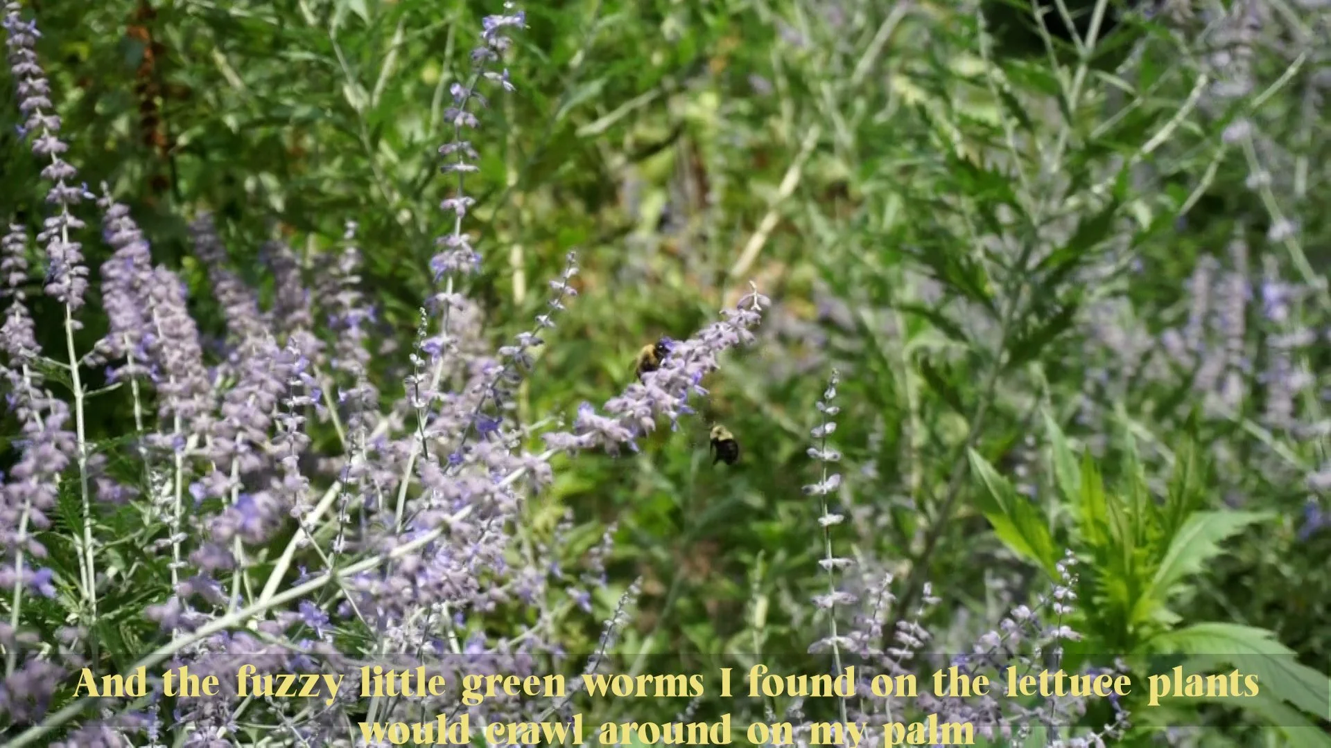 Sequence 01.00_00_45_28.Still004.jpg