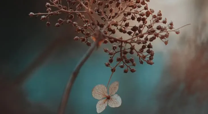 Close-up of a dried branch with small seed pods and with a single dried flower hanging below.