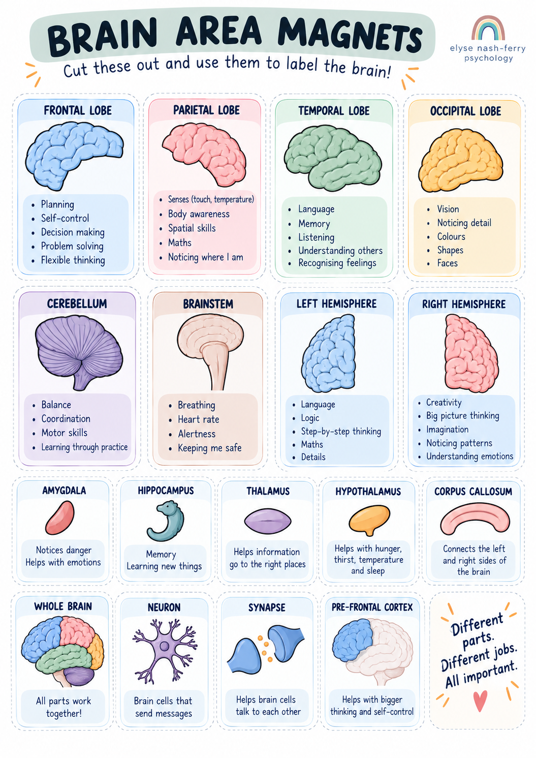 Brain area magnets.png
