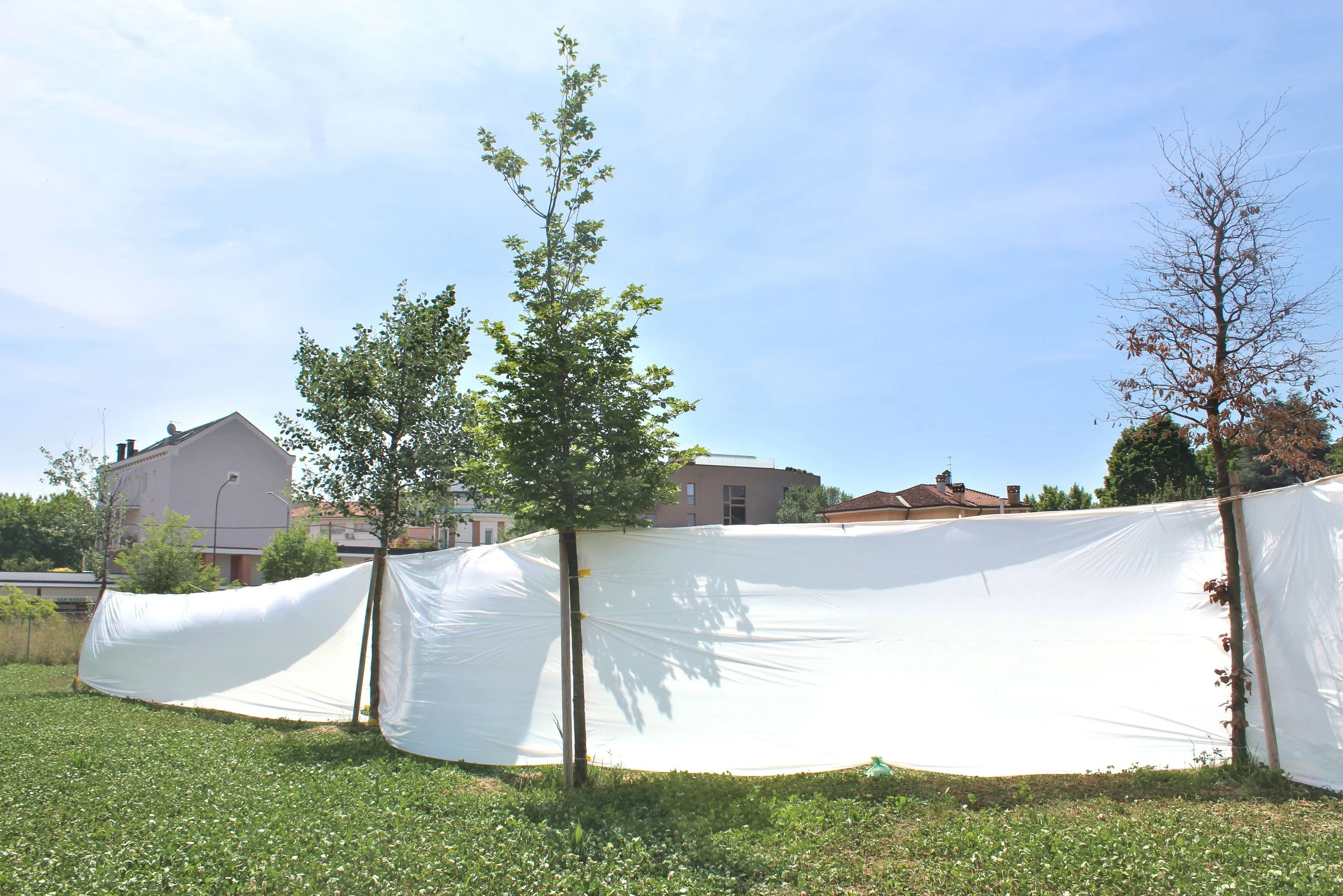 Fifteen Thousand Steps by Davide Sozio, a participatory art project with IUAV University of Venice, 2026 - connecting the trees.