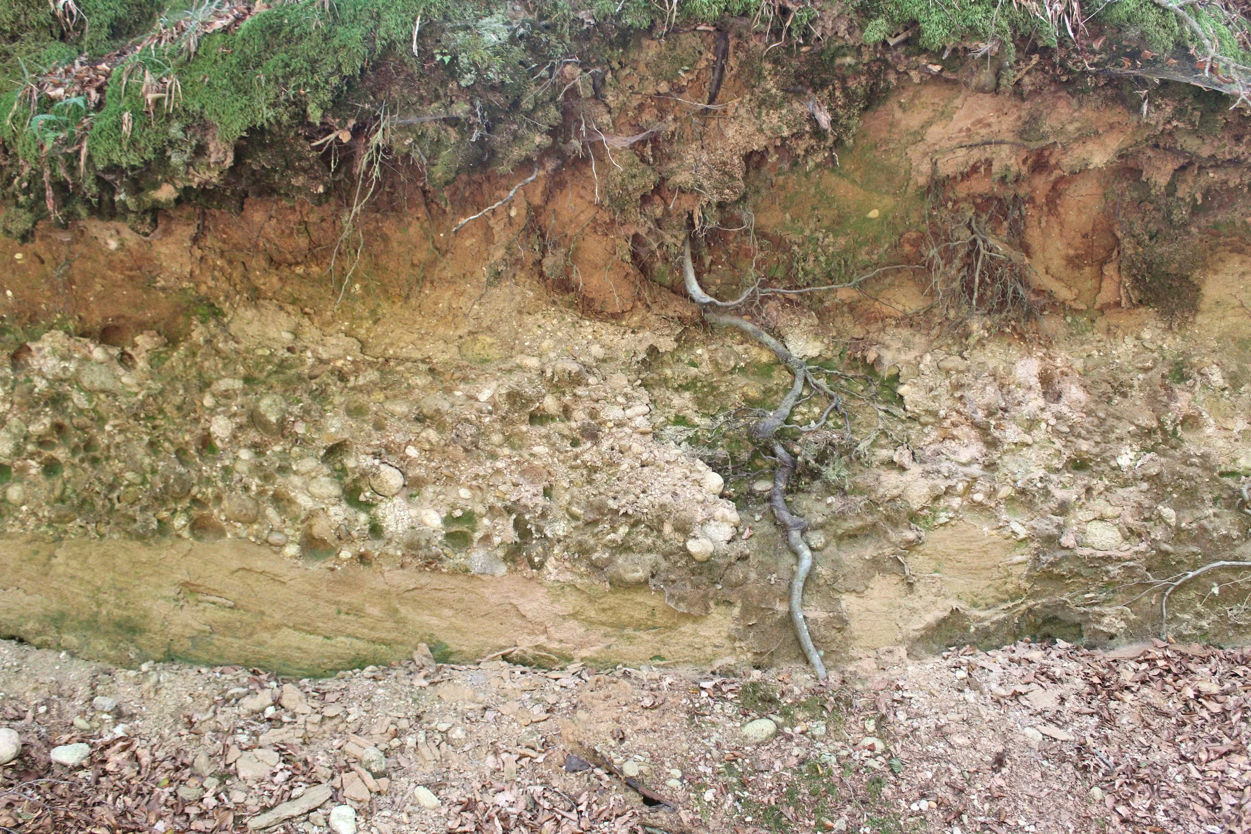 4.2 - RACCOLTA PIGMENTI ASPROMONTE.jpg