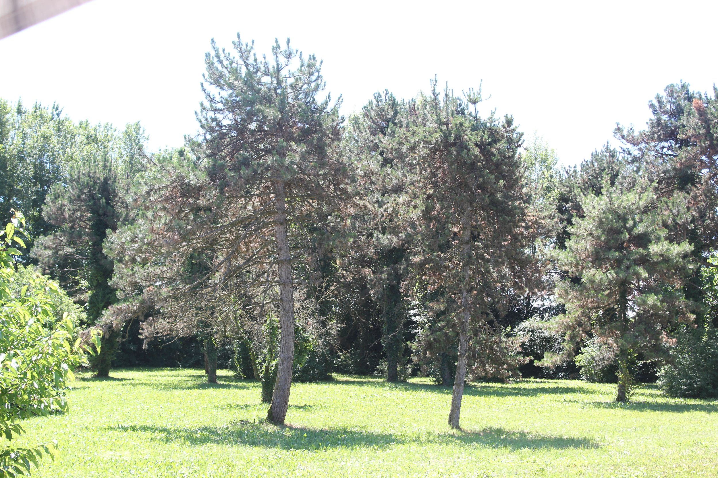 8.6 (laghetto).jpg