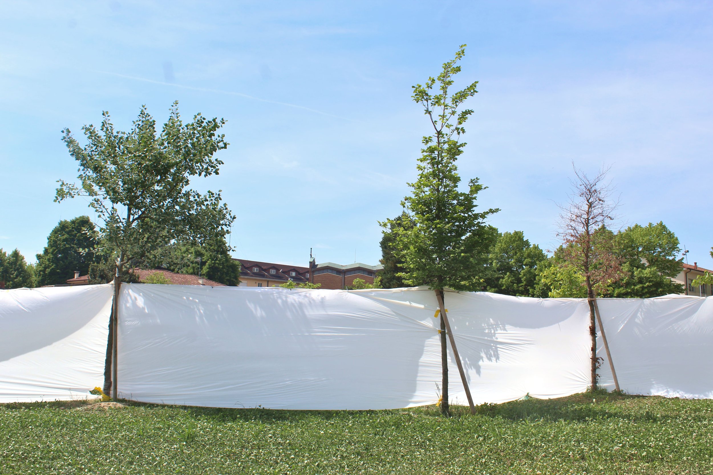 Fifteen Thousand Steps by Davide Sozio, a participatory art project with IUAV University of Venice, 2026 - connecting the trees for the final painting session.