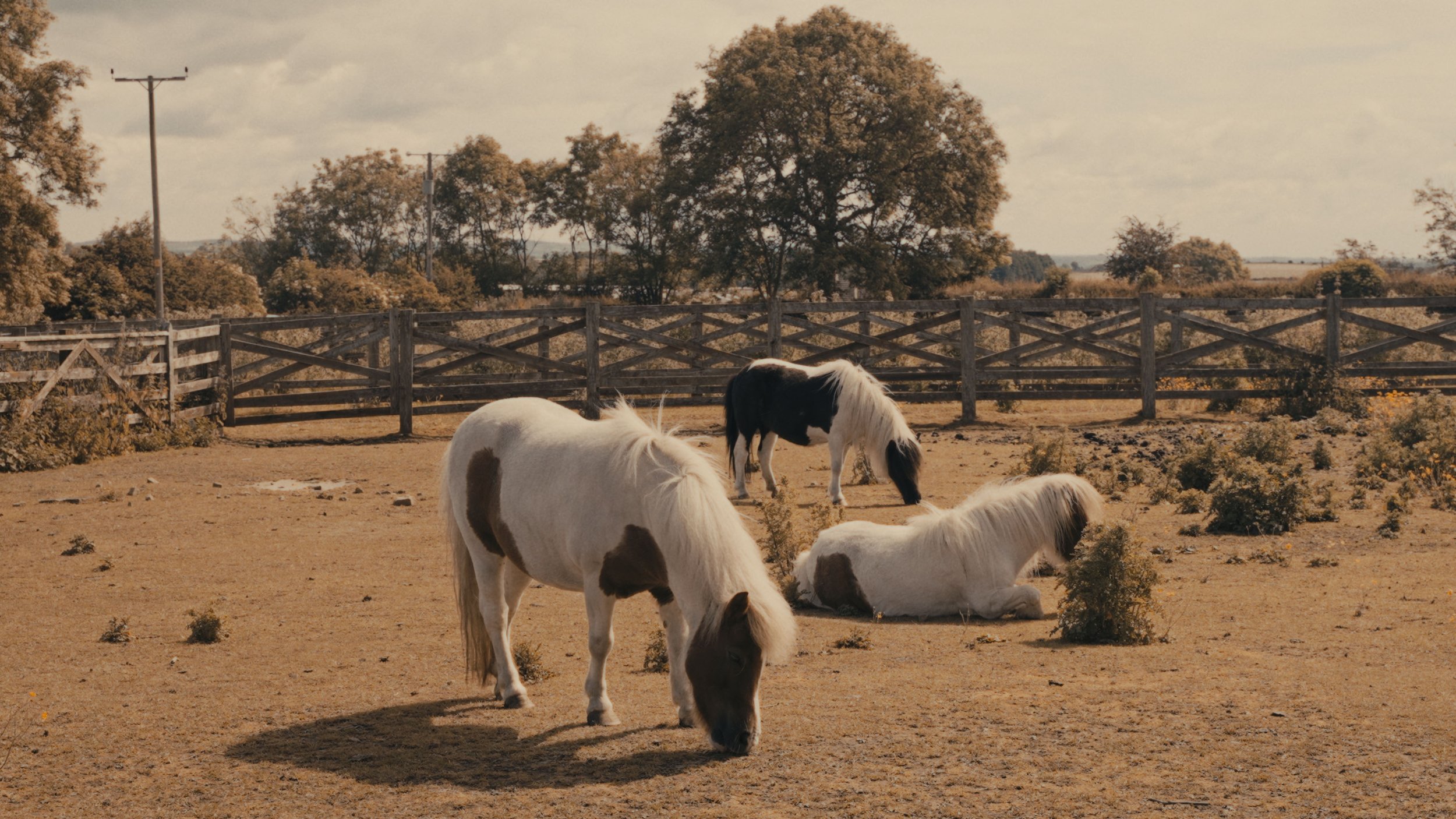 three miniature horses in a field