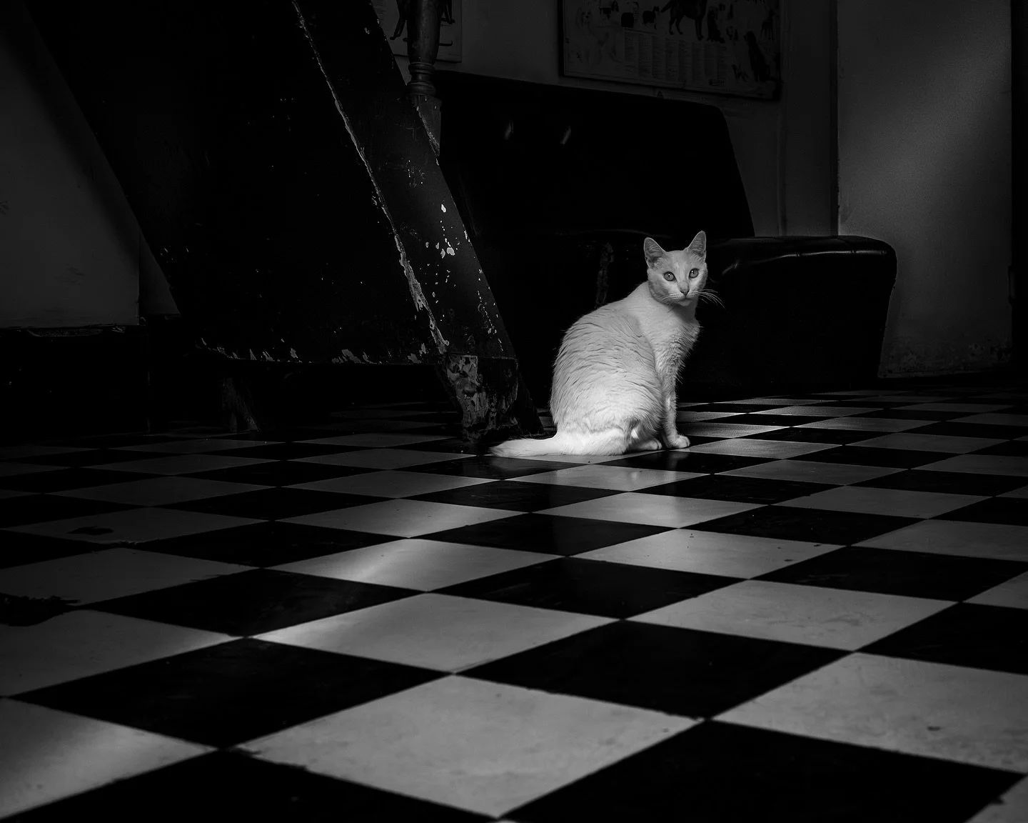 Checker board cat - Barranco Streets
&mdash;&mdash;&mdash;&mdash;&mdash;&mdash;&mdash;&mdash;&mdash;&mdash;&mdash;&mdash;&mdash;&mdash;&mdash;&mdash;&mdash;&mdash;&mdash;&mdash;&mdash;&mdash;&mdash;&mdash;&mdash;&mdash;
#catsofig #streetphotography_b